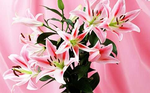 百合花的花语和寓意有