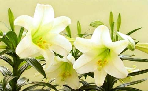 百合花代表什么意思