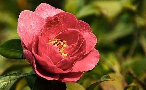 茶花花蕾干枯能不能补救