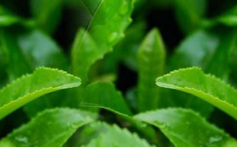 能长期用茶叶水洗脸吗