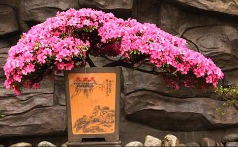 杜鹃花的家庭养殖方法