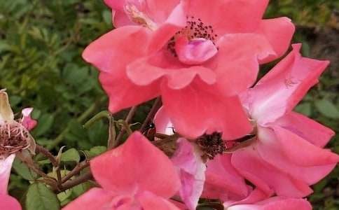 长丝巾花朵系法图解