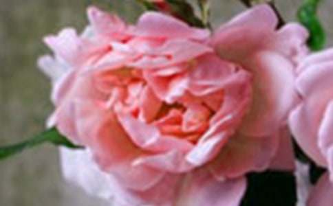 川航丝巾花朵系法图解