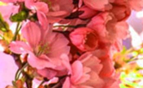 方形丝巾花朵系法图解