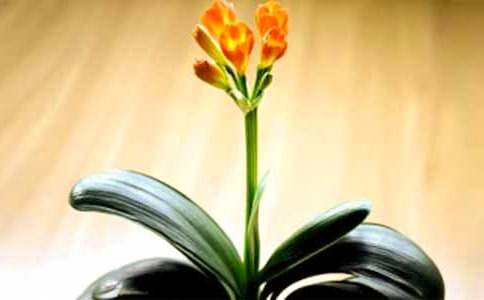 君子兰开花后如何修剪