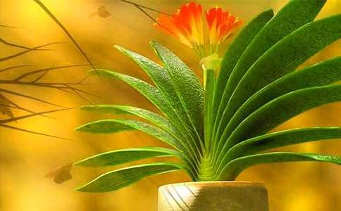 君子兰移植的时间