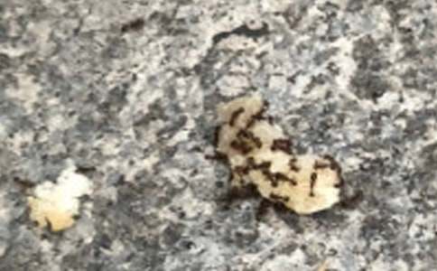 梦见蚂蚁好不好