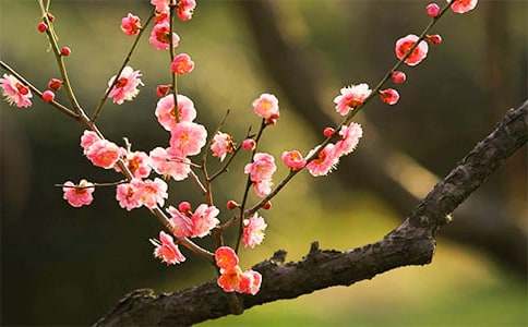 家养梅花风水怎么样