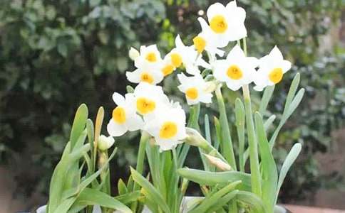 水仙花水培的正确养殖方法