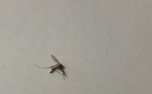 蚊香为什么能杀死蚊子