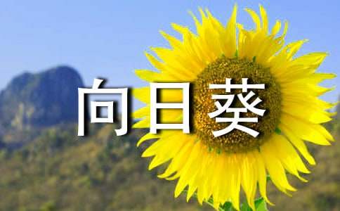 最后的向日葵短文
