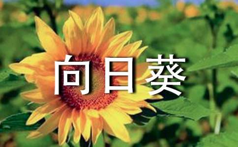 梦见向日葵开花有什么寓意