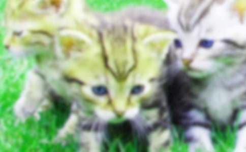 梦见一只小猫是什么意思