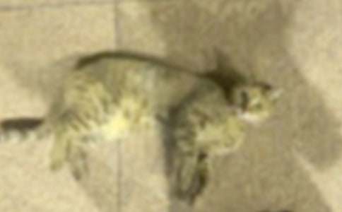 怎么教小猫在猫砂拉屎
