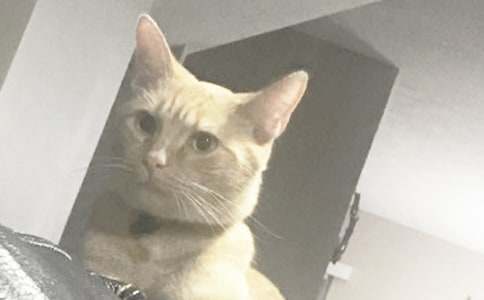 小猫为什么会呕吐反胃拉稀