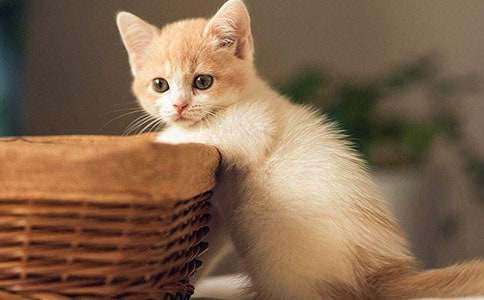 小猫多大可以吃猫粮