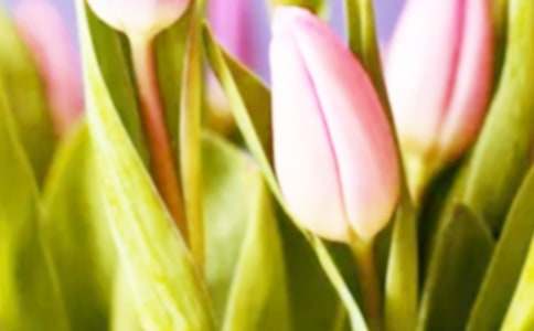 郁金香的花语大全