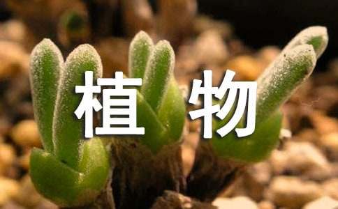 卧室适合放多肉植物吗
