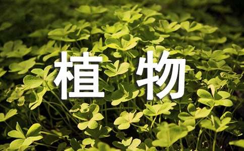客厅风水摆放 什么植物最好