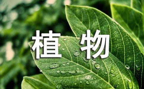 客厅风水植物什么最好养
