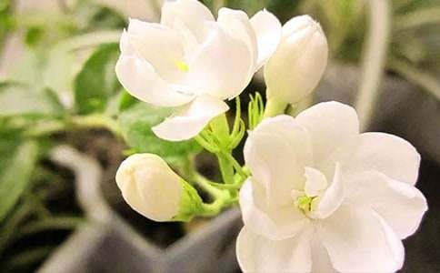 梦见茉莉花有什么寓意